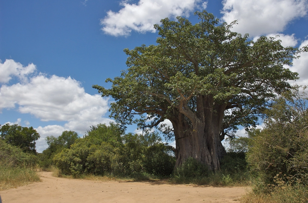 Vister le Benin - Ouaké : baobabs et fête Kamo - Express Tourisme