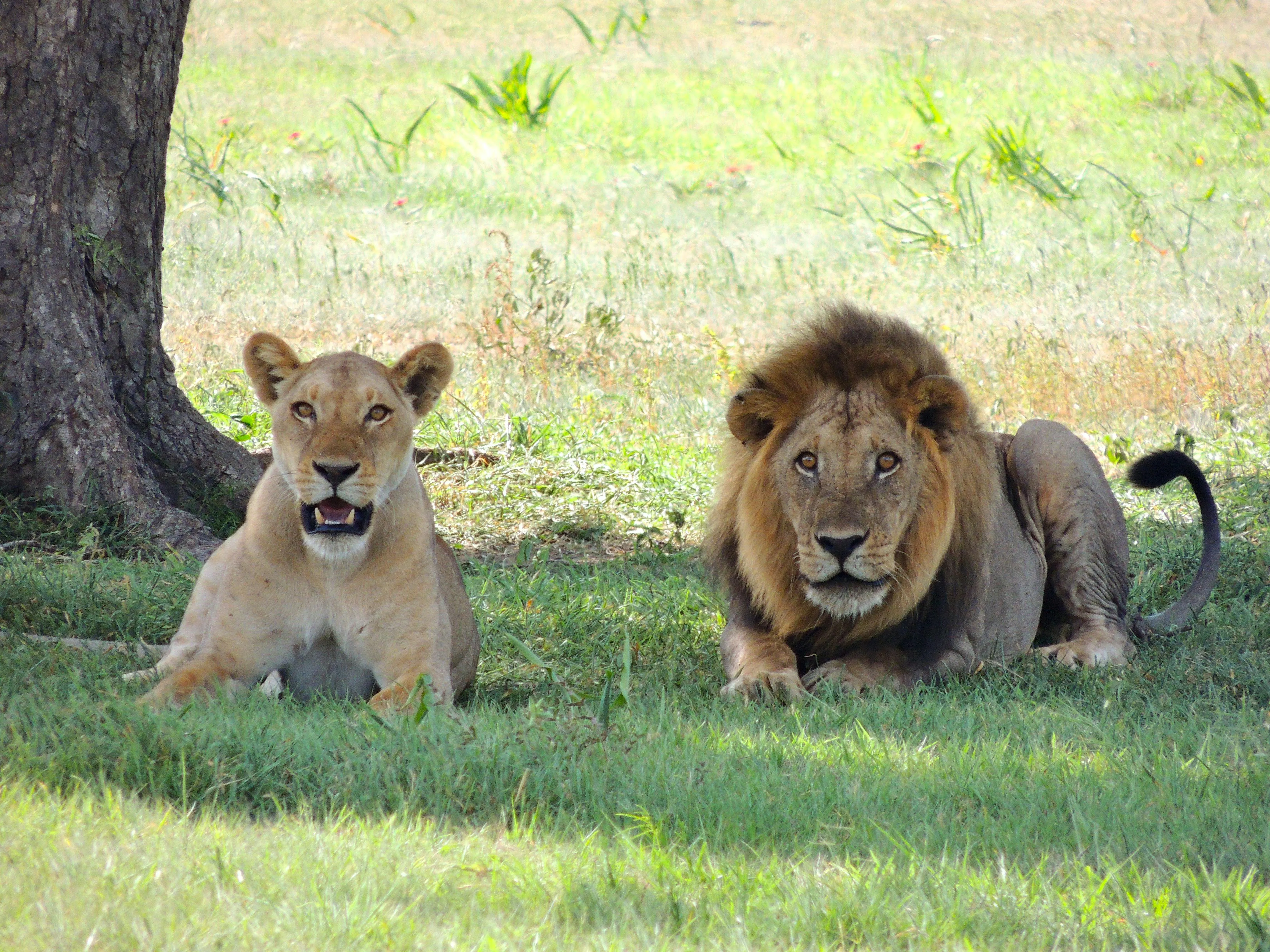 Vister le Benin - Où faire son safari en Afrique de l’Ouest - Express Tourisme