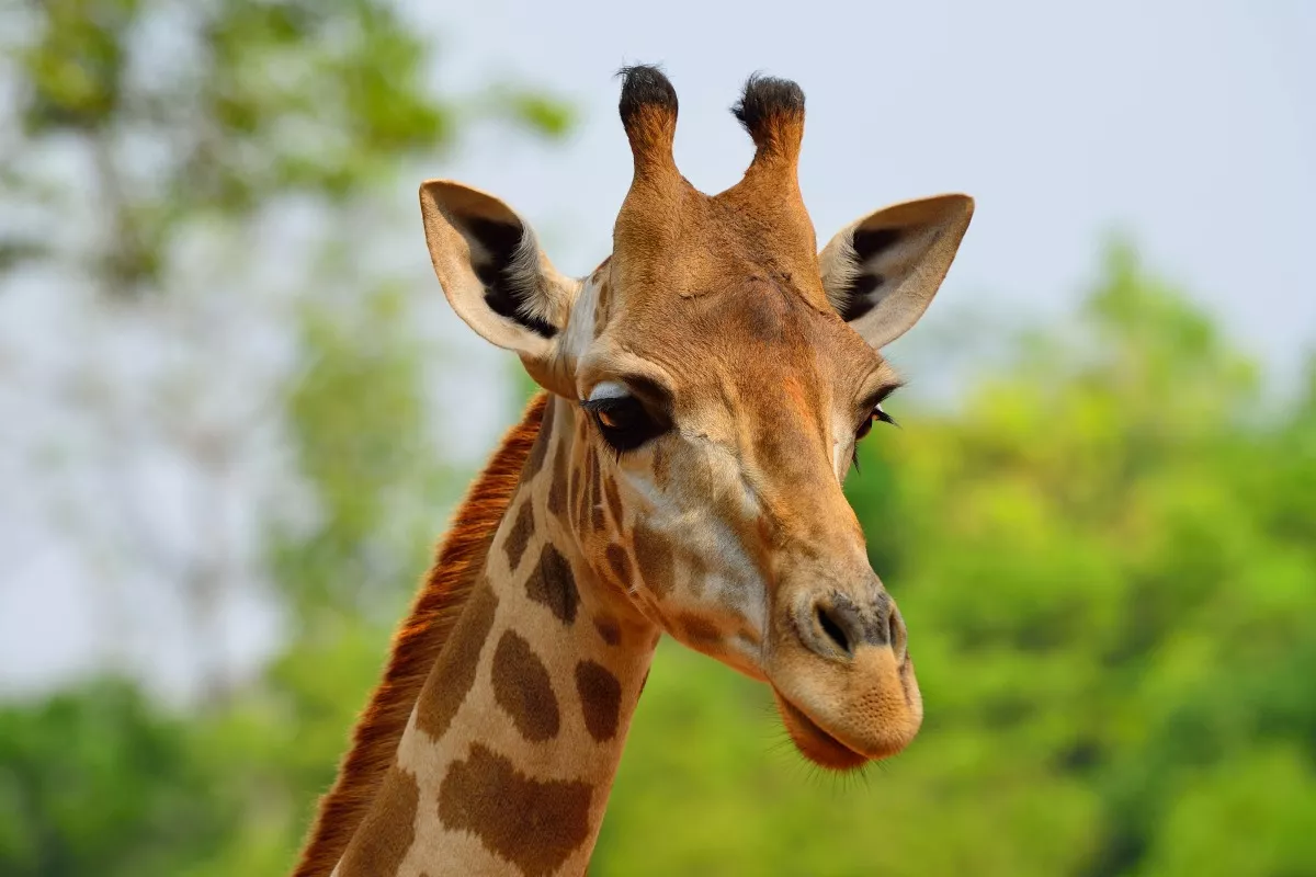 Vister le Benin - 6 raisons d'aller au Parc National - Express Tourisme